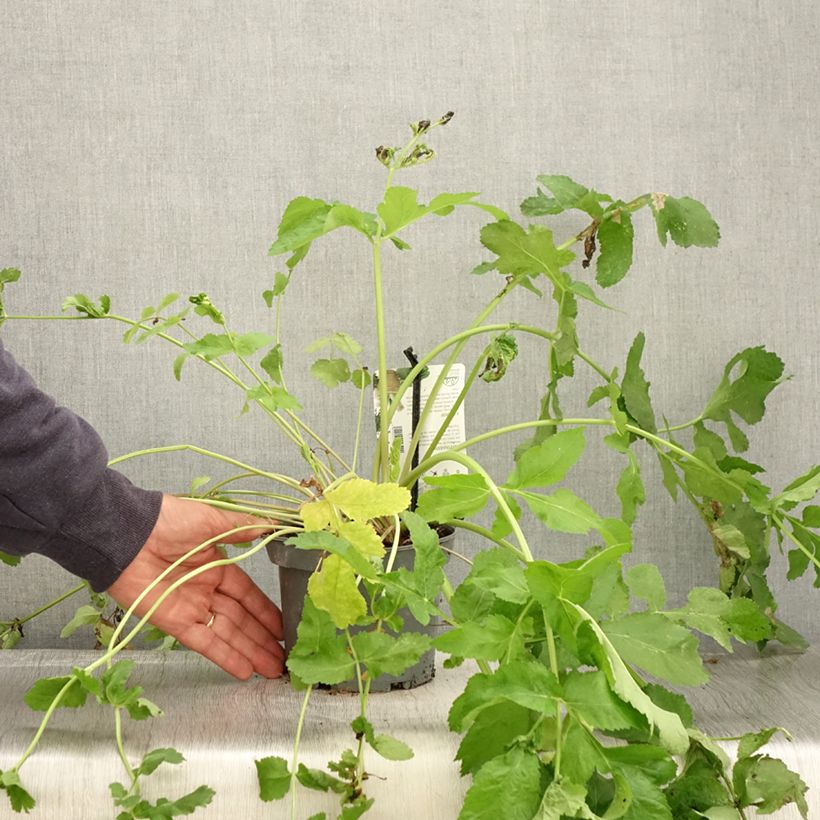 Example of Panais cultivé ou sauvage - Pastinaca sativa subsp. sativa Pot de 1,5L/2L as you get in automne