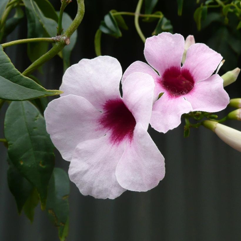 Pandorea jasminoïdes Rosea - Bignone faux jasmin (Flowering)