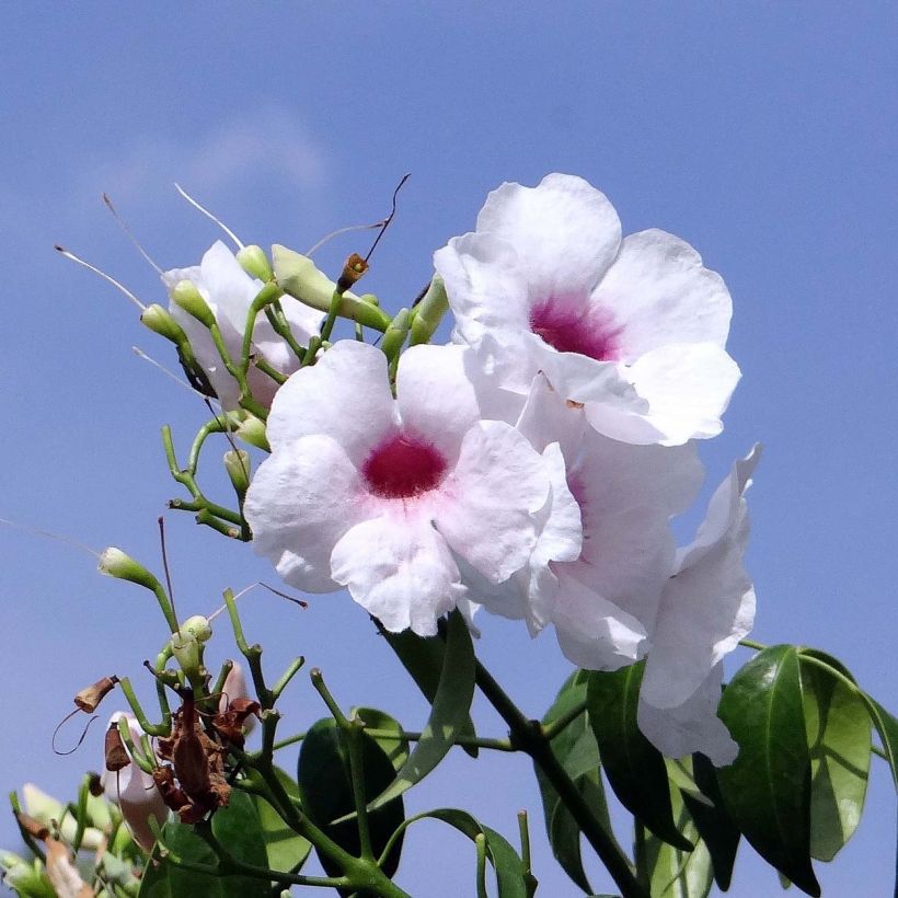 Pandorea jasminoïdes Blanc - Bignone faux jasmin (Flowering)