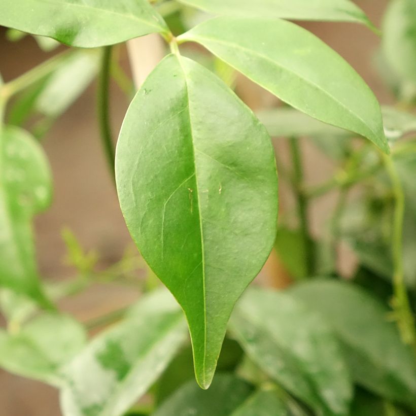 Pandorea jasminoïdes Rosea - Bignone faux jasmin (Foliage)