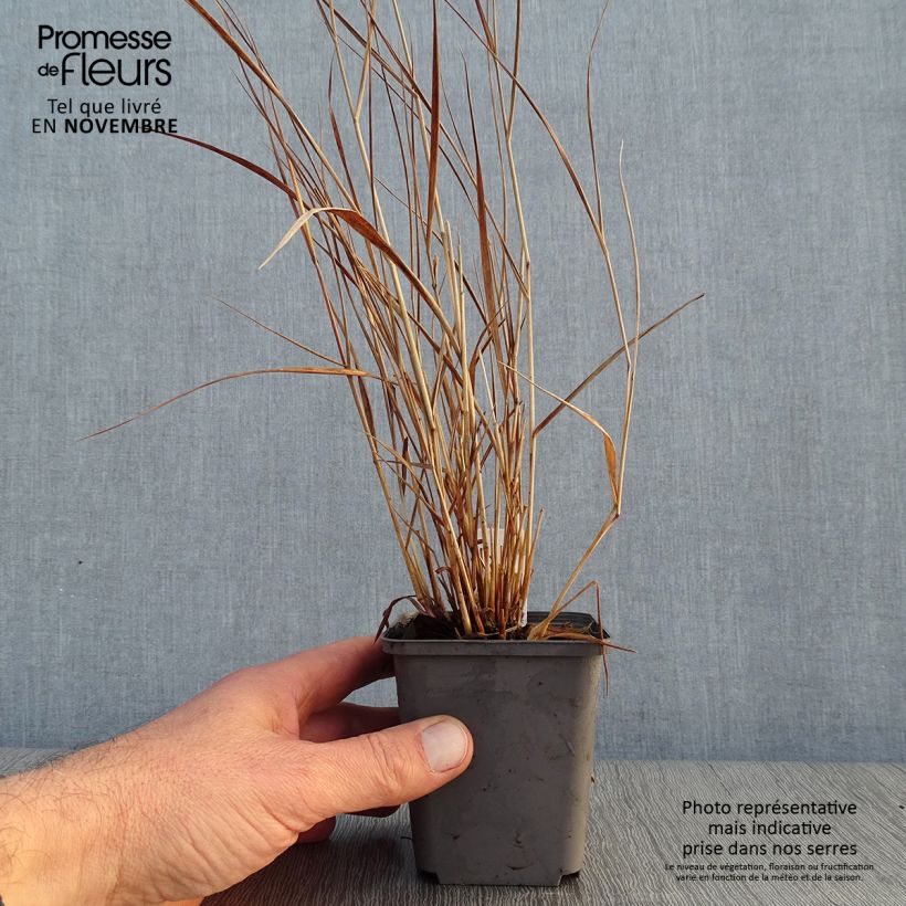Example of Panic érigé - Panicum virgatum Cheyenne Sky  Godet de 8/9 cm as you get in automne