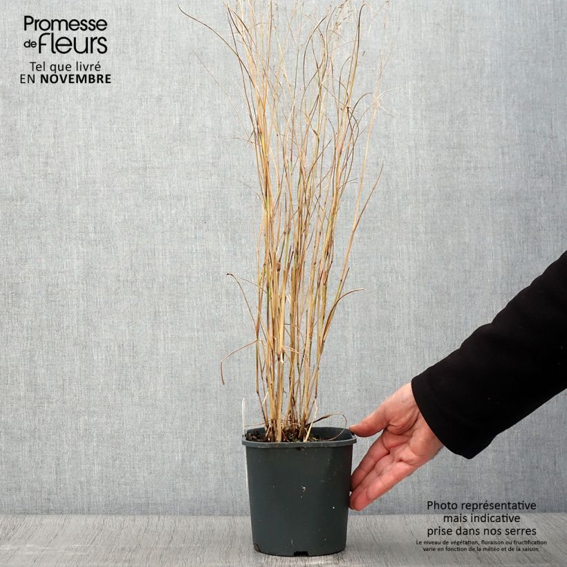 Example of Panic érigé - Panicum virgatum Heiliger Hain Pot de 2L/3L as you get in automne