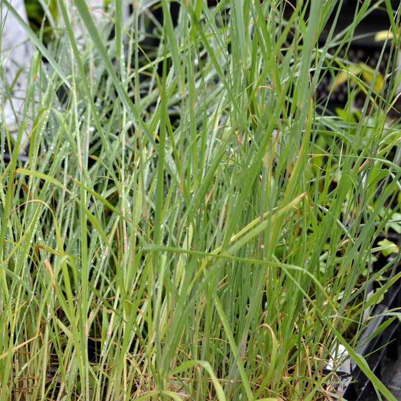 Panic érigé - Panicum virgatum Prairie Sky (Foliage)