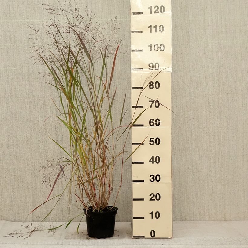 Example of Panic érigé - Panicum virgatum Warrior Pot de 2L/3L as you get in automne