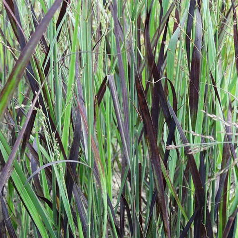 Panic érigé - Panicum virgatum Blue Darkness (Foliage)