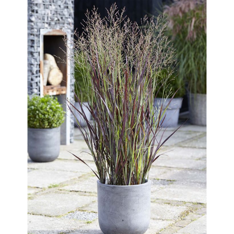 Panicum virgatum Purple Breeze (Plant habit)