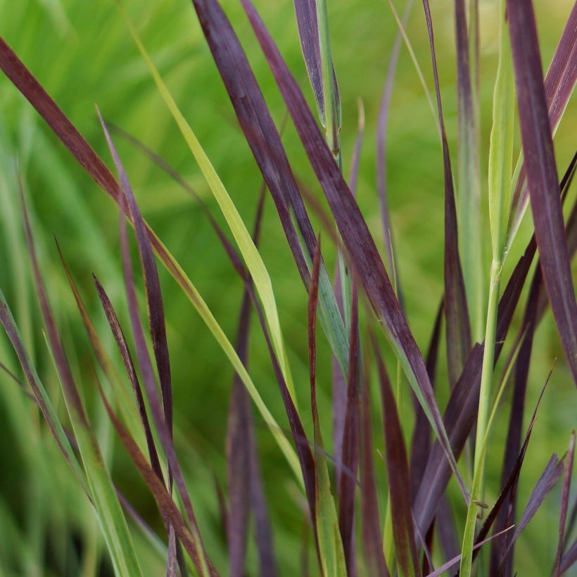 Panicum virgatum Purple Breeze (Foliage)