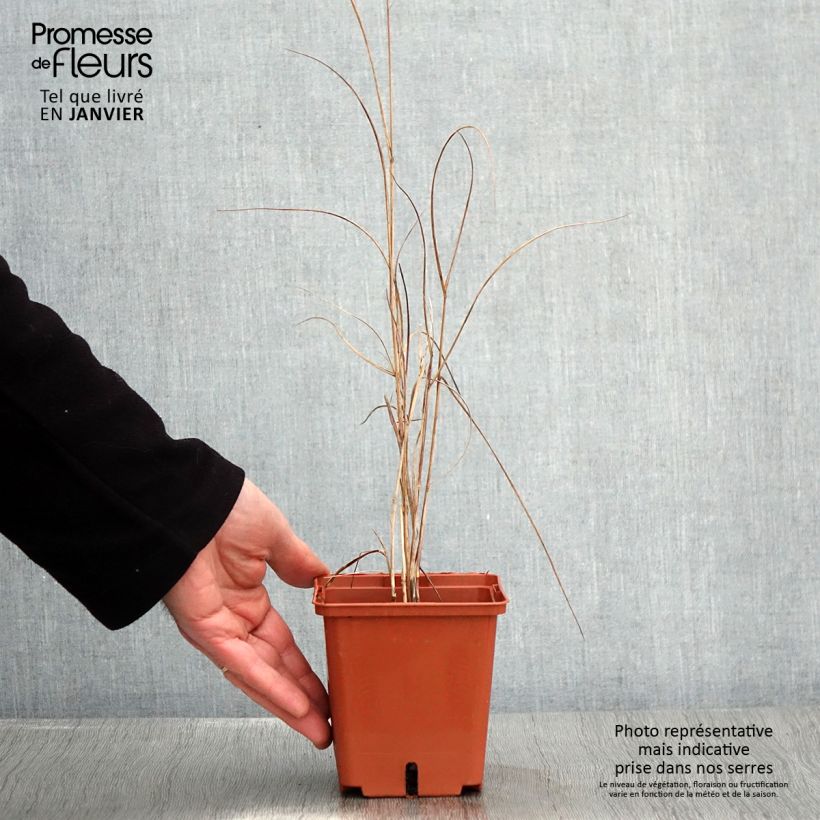 Example of Panicum virgatum Purple Breeze Pot de 3L/4L as you get in hiver