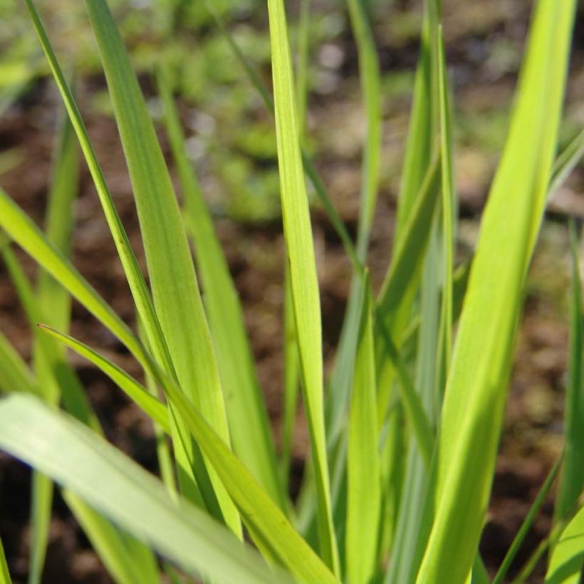 Panic érigé - Panicum virgatum Rehbraun (Foliage)