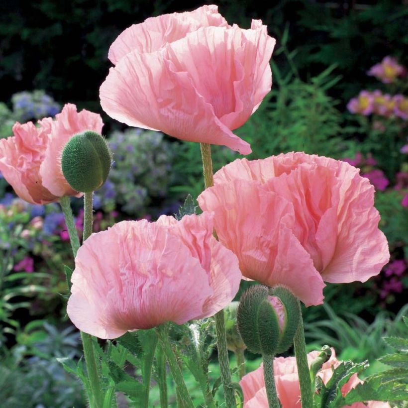 Pavot d'Orient Helen Elisabeth - Papaver orientale (Plant habit)