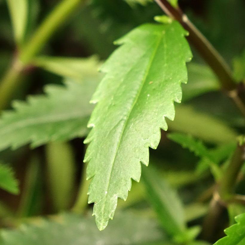 Parahebe catarractae Avalanche - véronique arbustive (Foliage)