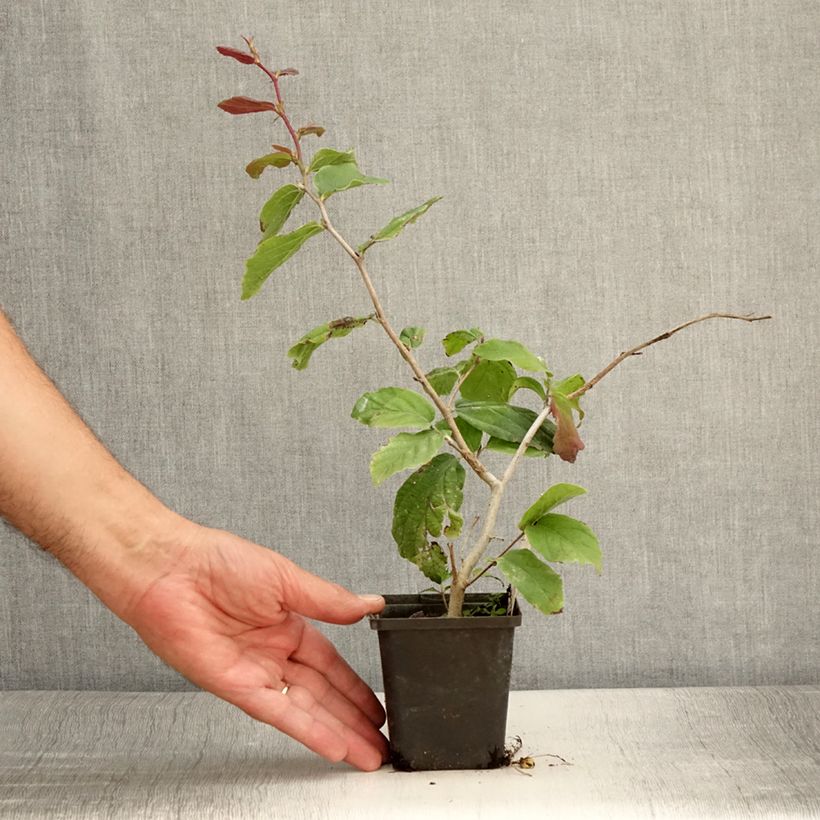 Example of Parrotia persica Vanessa - Arbre de fer Godet de 8/9 cm as you get in ete