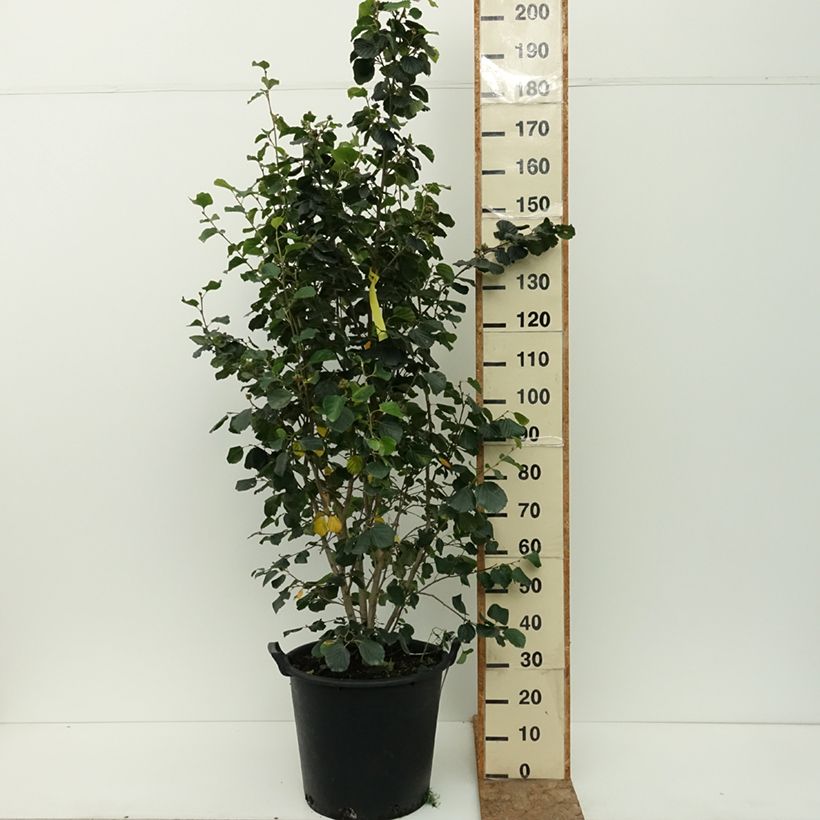 Example of Parrotiopsis jacquemontiana - Parrotie de Jacquemont  Pot de 30L/35L as you get in ete