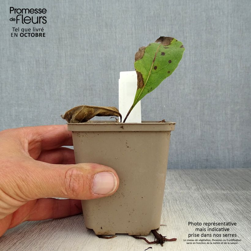 Example of Parthenium integrifolium - Quinine sauvage Godet de 8/9 cm as you get in automne
