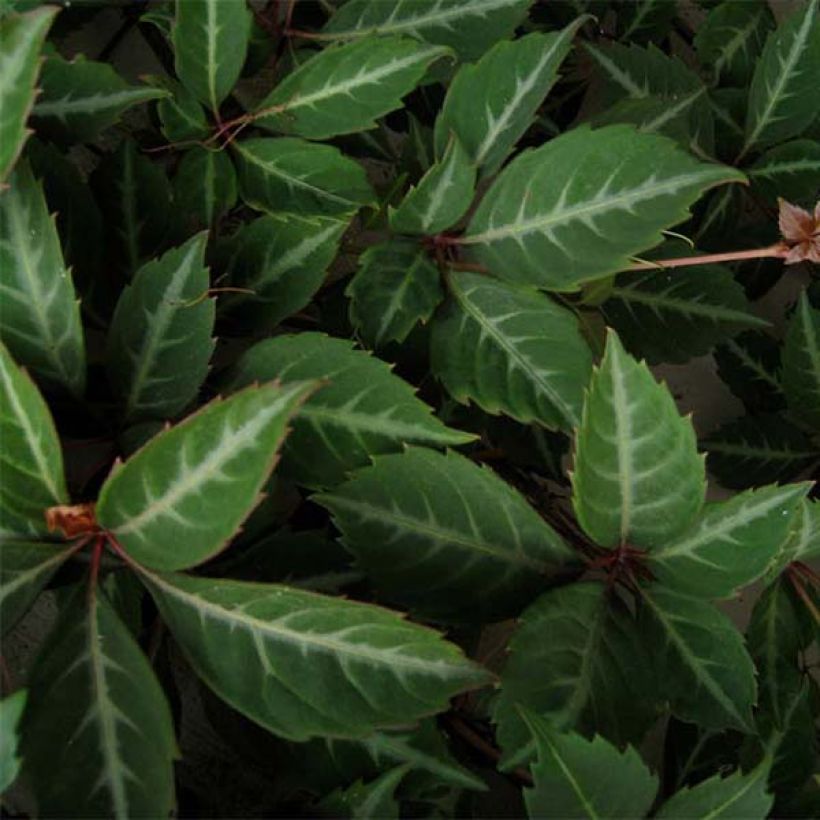 Vigne vierge de Henry - Parthenocissus henryana (Foliage)