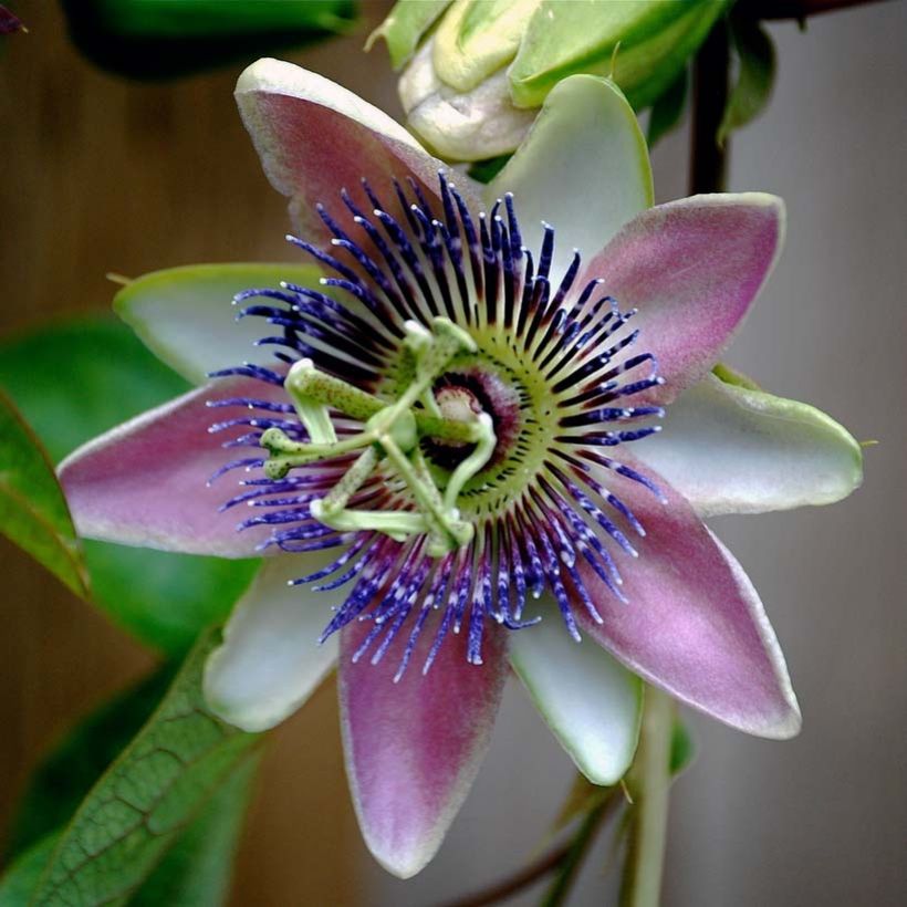 Passiflora allardii - Fleur de la Passion (Flowering)