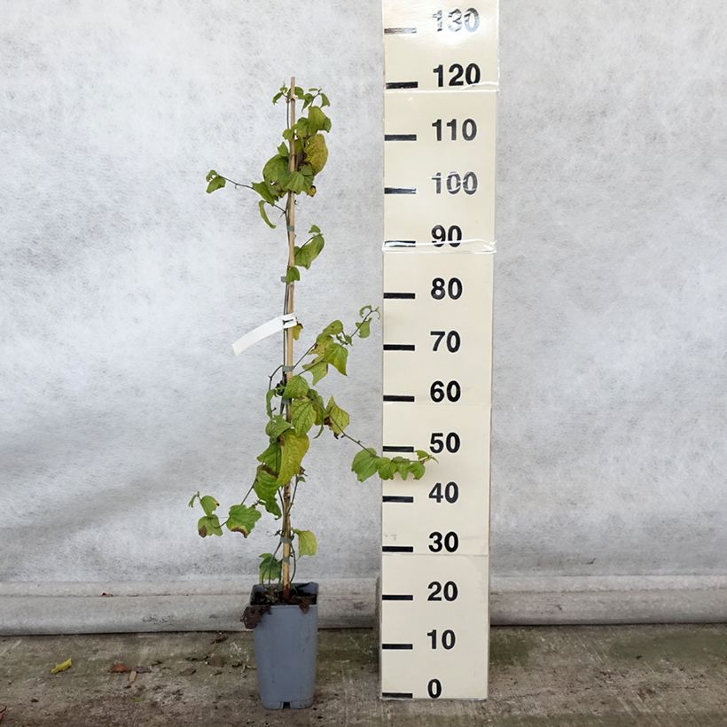 Example of Passiflora citrina - Fleur de la passion Pot de 3L/4L as you get in automne