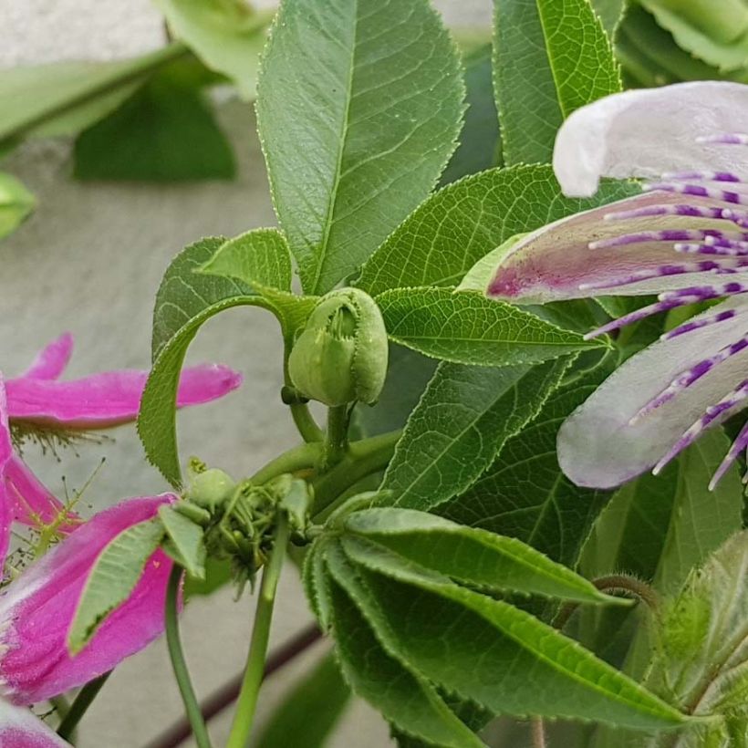 Passiflore Aurora - Fleur de la Passion (Foliage)