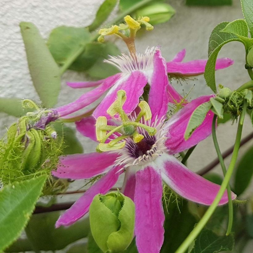 Passiflore Aurora - Fleur de la Passion (Flowering)
