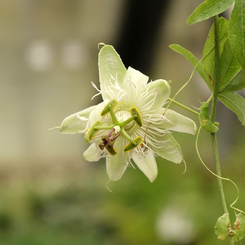 Passiflore caerulea - Fleur de la Passion (Flowering)