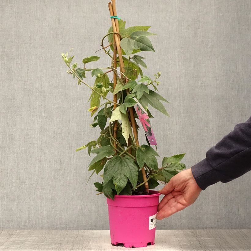 Example of Passiflore insignis Pink Passion - Fleur de la Passion Pot de 2L/3L as you get in ete