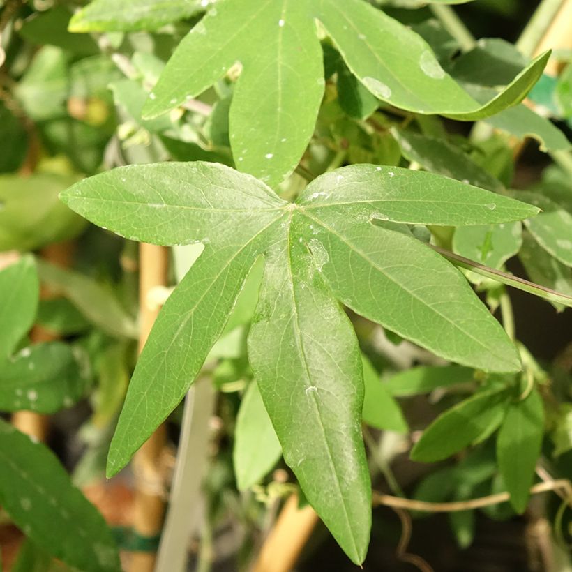 Passiflore Snow Queen - Fleur de la Passion (Foliage)