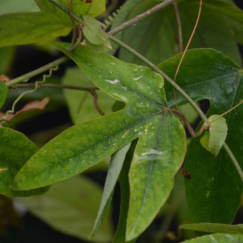 Passiflore Victoria - Fleur de la Passion (Foliage)