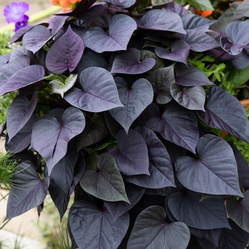 Patate douce Sakura en plants (Plant habit)