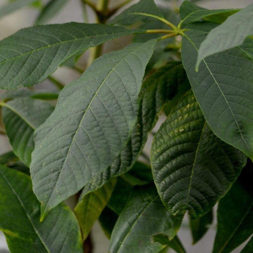 Aesculus parviflora - Pavier blanc (Foliage)