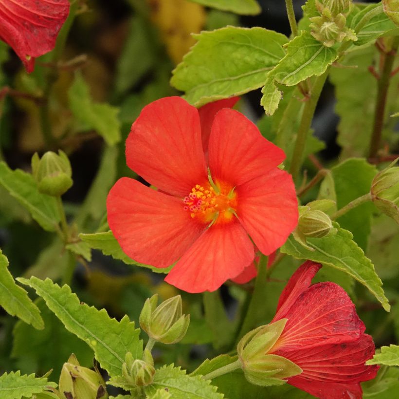 Pavonia Flamboyant - Pavonie (Flowering)