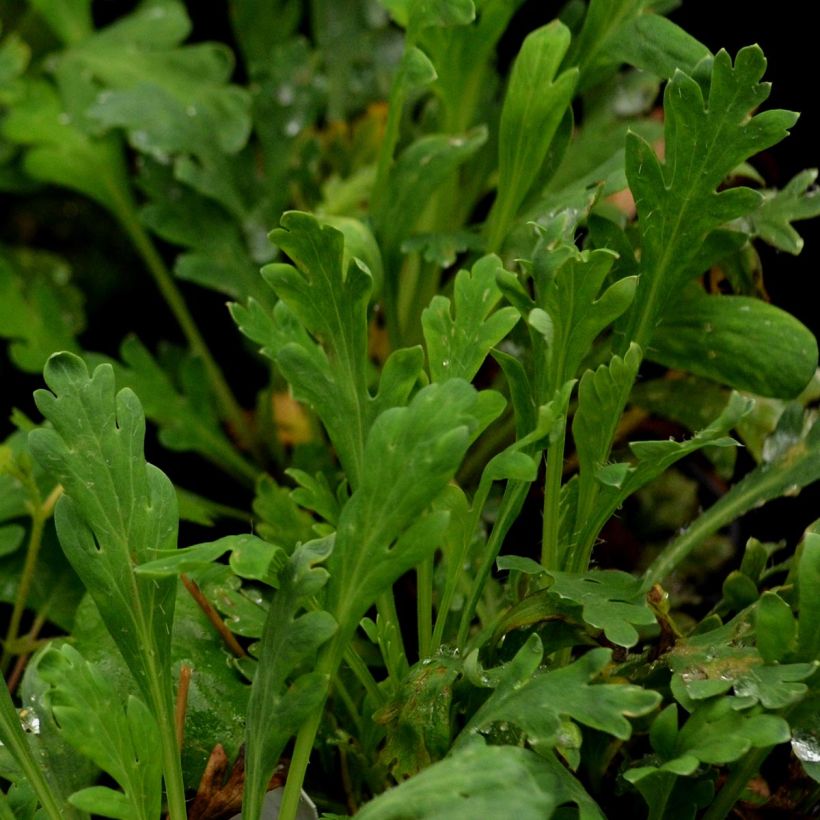 Pavot d Islande - Papaver nudicaule Gartenzwerg (Foliage)