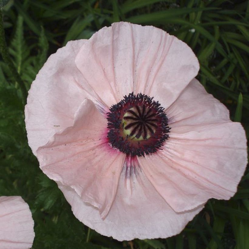 Pavot d'Orient Karine - Papaver orientale (Flowering)