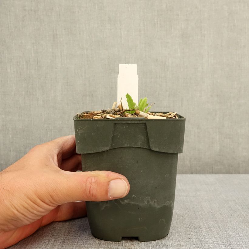Example of Pavot d'Orient Picotee - Papaver orientale Godet de 8/9 cm as you get in ete