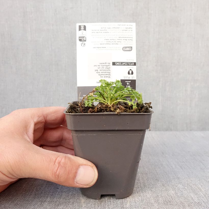 Example of Pavot des Alpes - Papaver alpinum Godet de 8/9 cm as you get in hiver