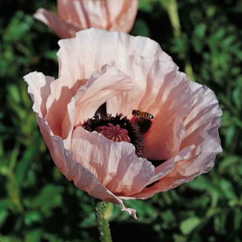 Pavot d'Orient Princess Victoria Louise - Papaver orientale (Flowering)