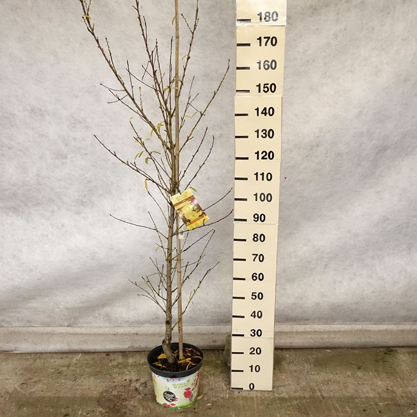 Example of Pêcher à fleurs - Prunus persica Taoflora White Pot de 7,5L/10L, Baliveau as you get in automne