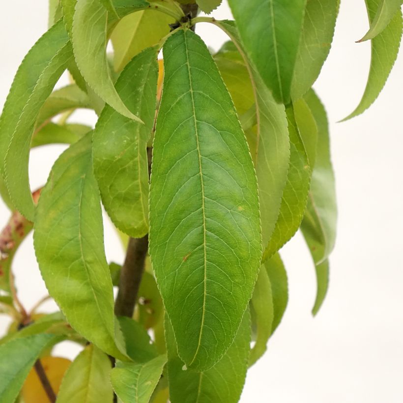 Pêcher Amsden (Foliage)