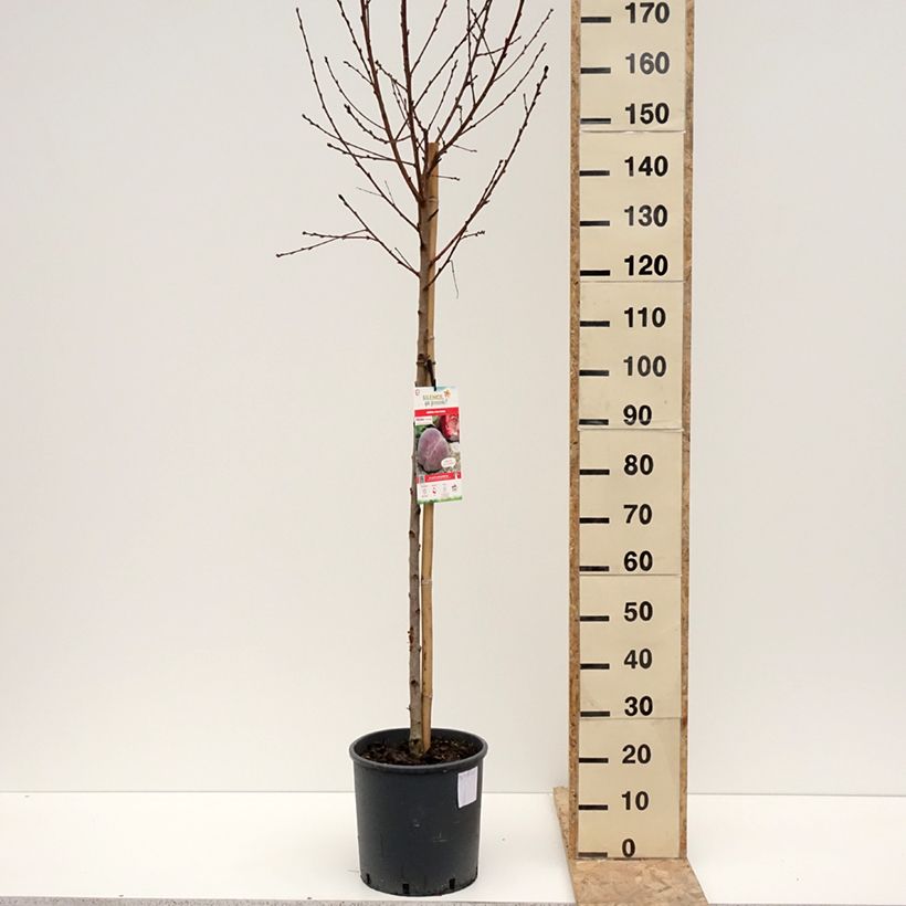 Example of Pêcher de Vigne Jaune - pêche de vigne Pot de 7,5L/10L, Gobelet as you get in hiver