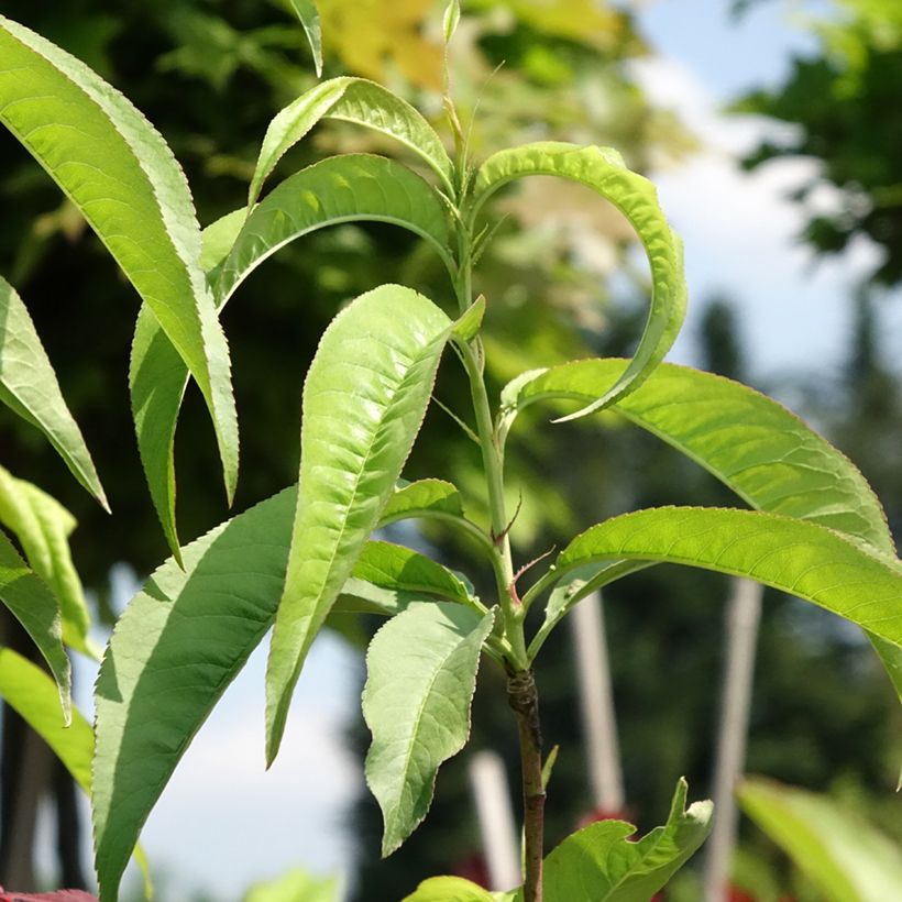 Pêcher Dixired (Foliage)