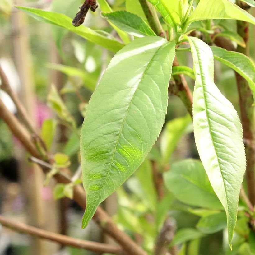 Pêcher Michelini (Foliage)