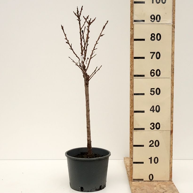 Example of Pêcher nain Bonanza - Georges Delbard Pot de 7,5L/10L, 1/4 de tige as you get in hiver