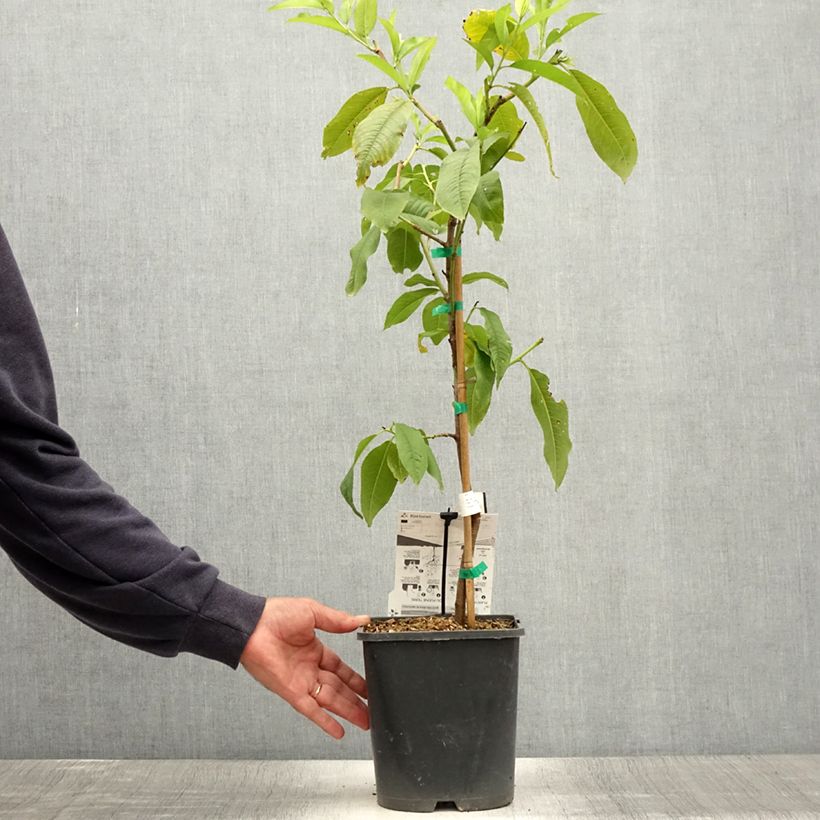 Example of Pêcher nain Fruit Me Peach Me Yellow Pot de 4L/5L, Nain as you get in ete
