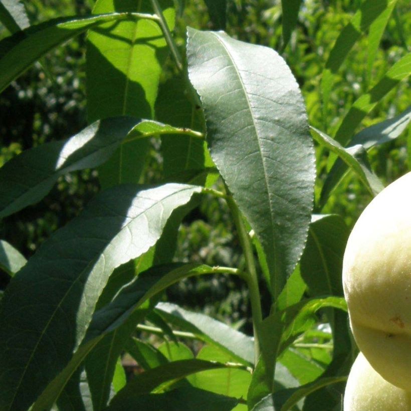 Pêcher nain Ice Peach  (Foliage)