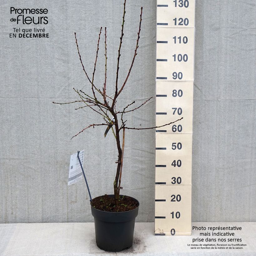 Example of Pêcher nain Ice Peach  Pot de 7,5L/10L, 1/4 de tige as you get in automne