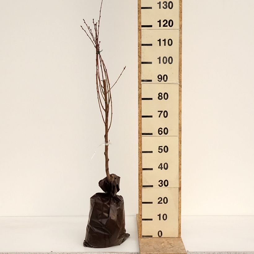 Example of Pêcher Orlandine - Georges Delbard Motte "Prêt-à-planter", Gobelet as you get in printemps