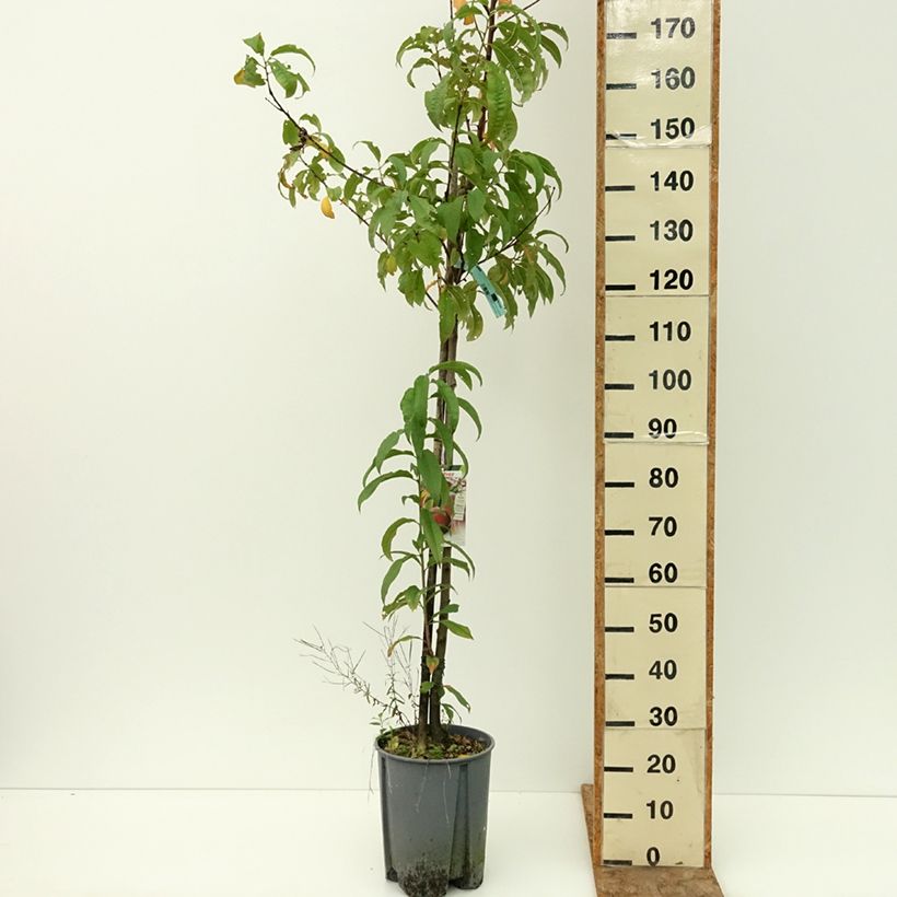 Example of Pêcher Redwing Pot de 7,5L/10L, Demi-Tige as you get in ete