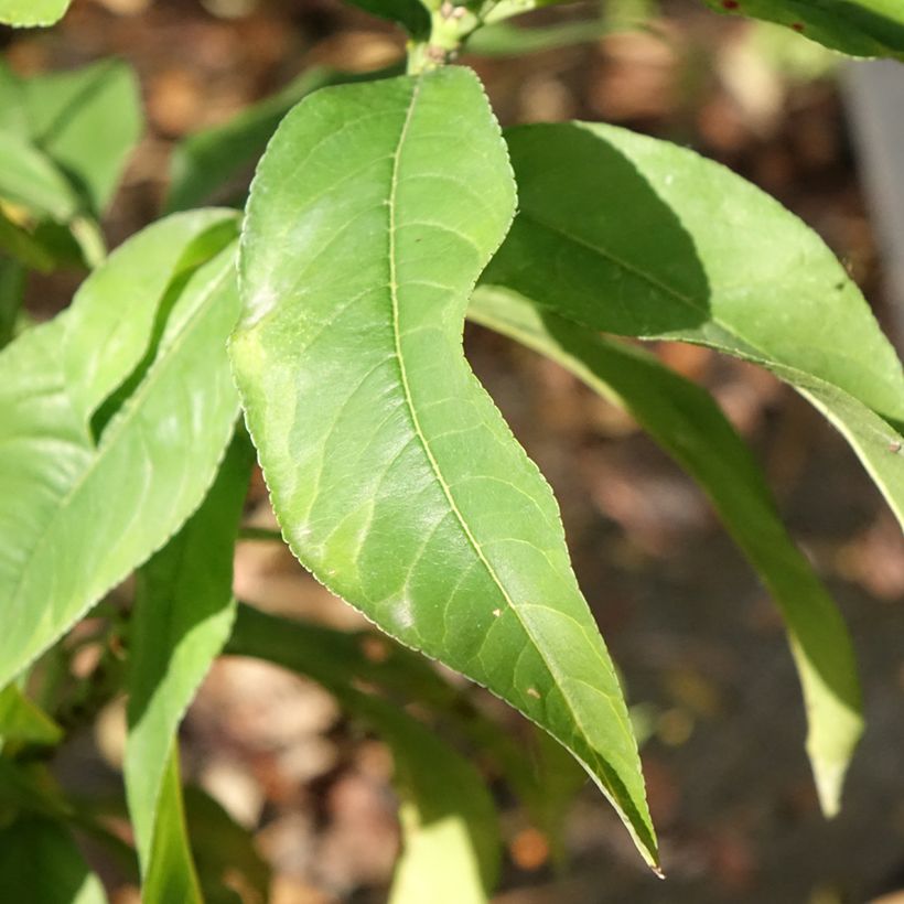 Pêcher Reine des Vergers  (Foliage)