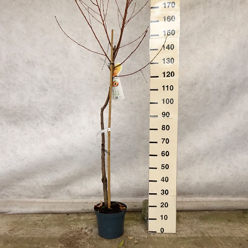 Example of Pêcher Suncrest - Prunus persica Pot de 7,5L/10L, Demi-Tige as you get in automne