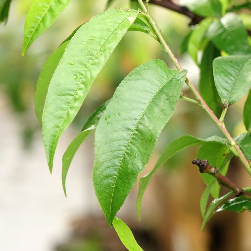 Pêcher Suncrest - Prunus persica (Foliage)