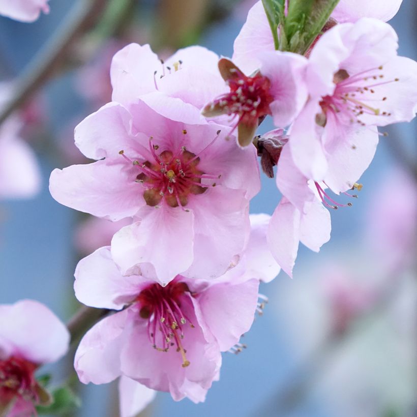 Pêcher Suncrest - Prunus persica (Flowering)